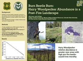 Influence of pre-fire beetle kill on post-fire Hairy Woodpecker (Leuconotopicus villosus) abundance in the Southern Rocky Mountains, Colorado 