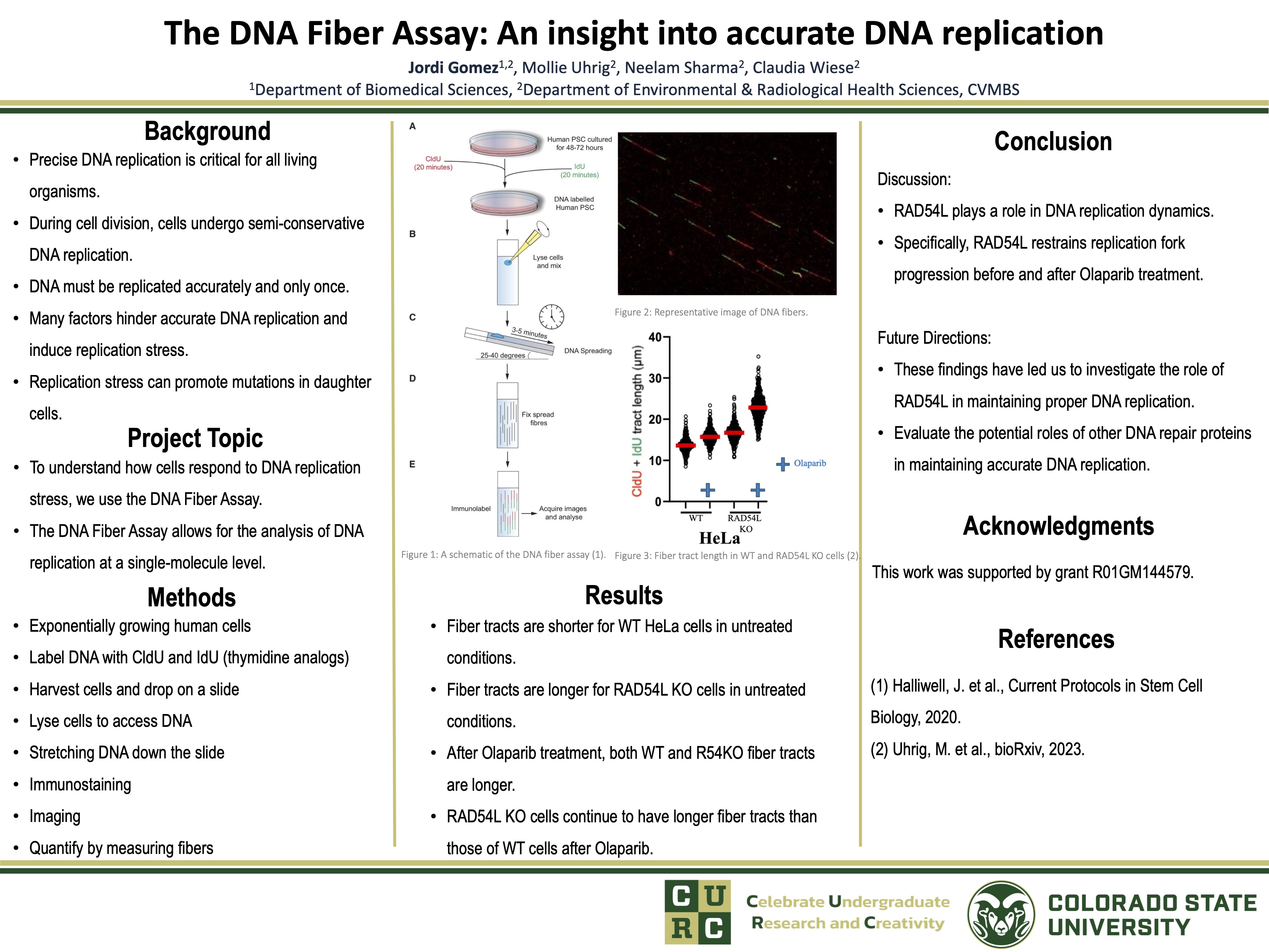 The DNA Fiber Assay: An insight into accurate DNA replication