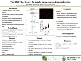 The DNA Fiber Assay: An insight into accurate DNA replication