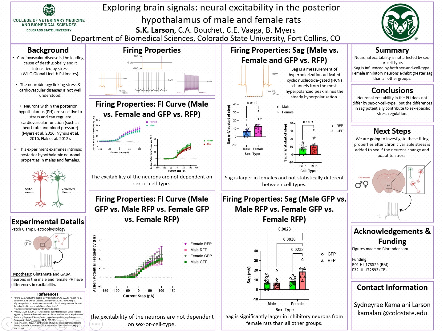 Exploring brain signals: neural excitability in the posterior hypothalamus of male and female rats