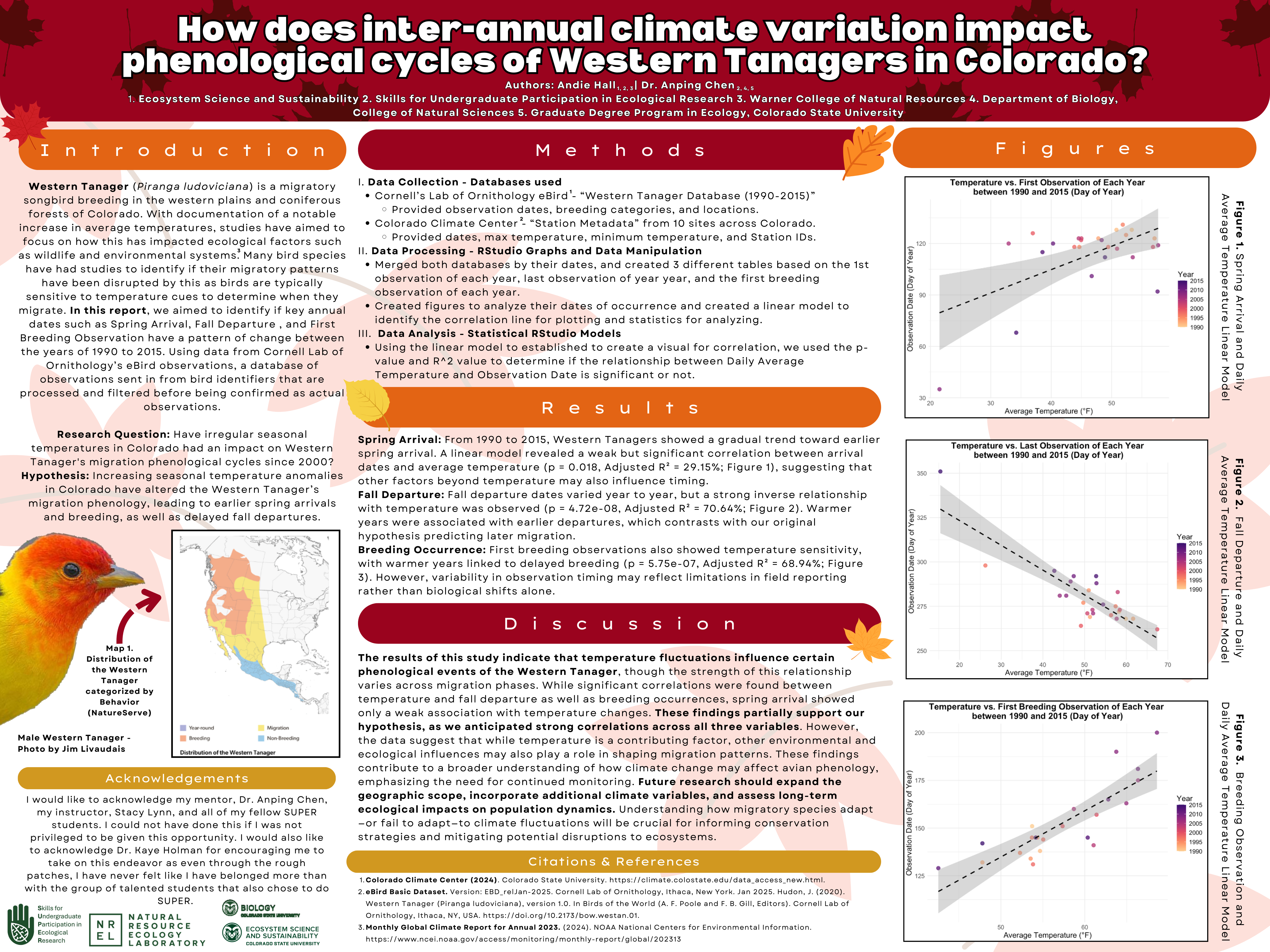 How does inter-annual climate variation impact phenological cycles of Western Tanager (Piranga ludoviciana)?