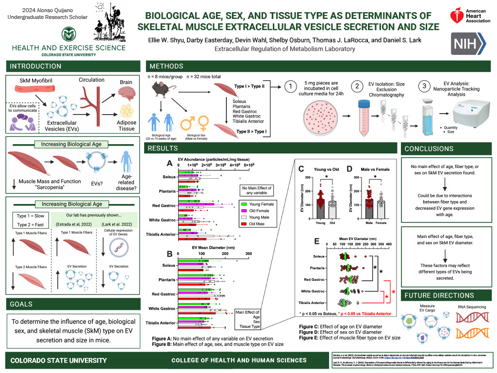 Chronological Age, Sex, and Muscle Fiber Type as Determinants of Extracellular Vesicle Secretion and Diameter in Mice