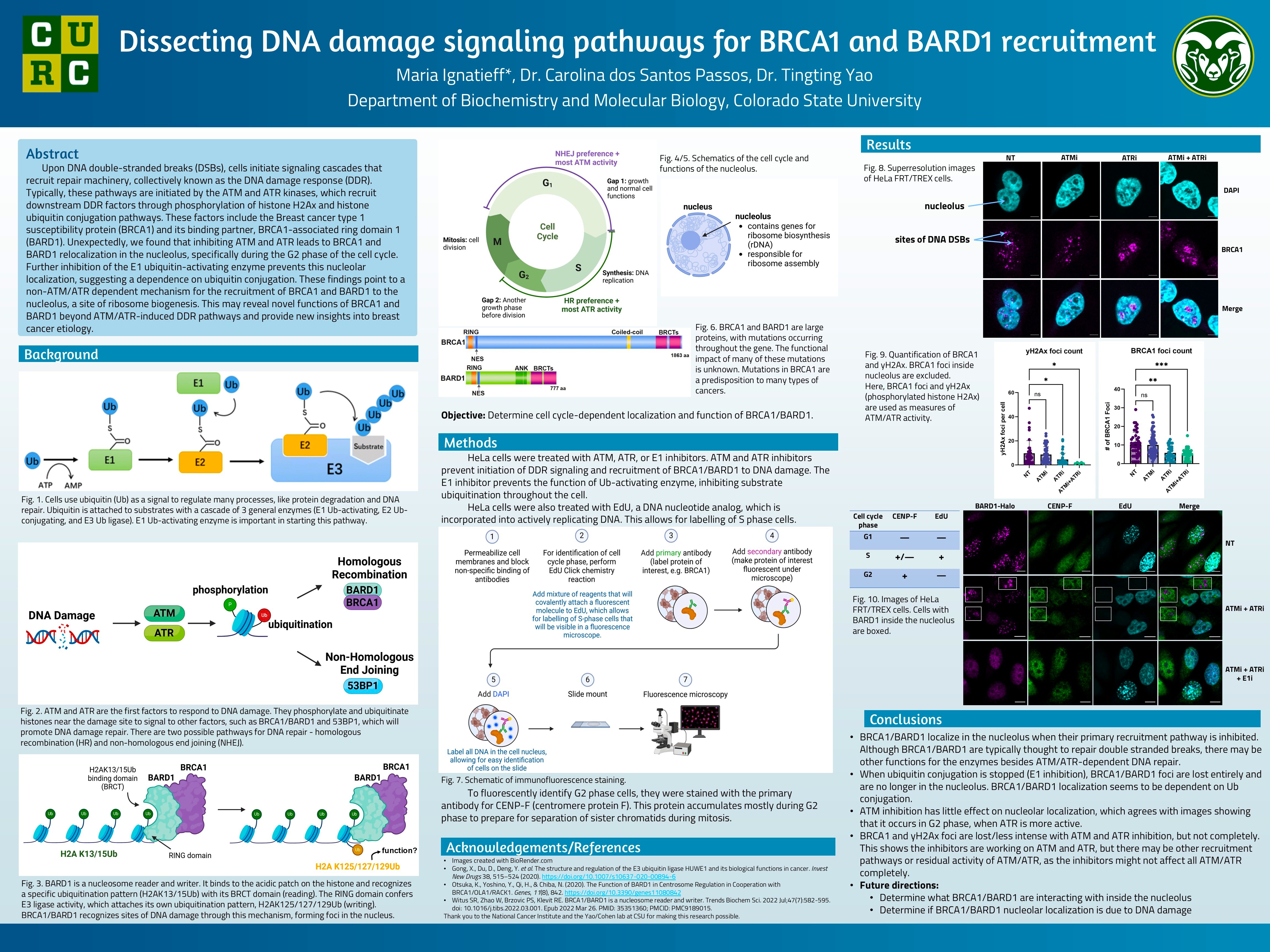 Dissecting DNA damage signaling pathways for BRCA1 and BARD1 recruitment