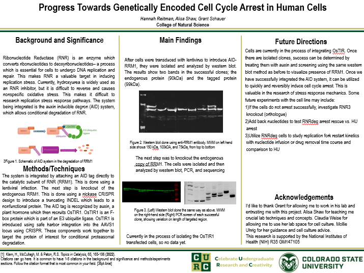 Progress Towards Genetically Engineered Cell Cycle Arrest in Human Cells