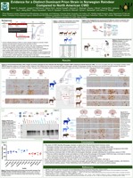 Evidence for a novel strain of chronic wasting disease (CWD) in Norwegian reindeer