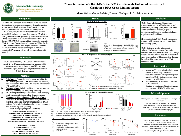 Characterization of OGG1-Deficient V79 Cells Reveals Enhanced Sensitivity to Cisplatin a DNA Cross-Linking Agent