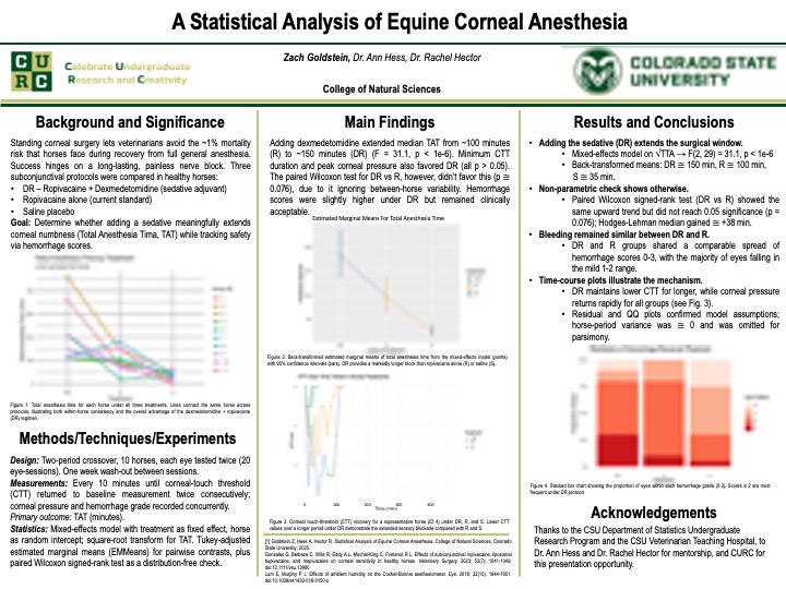 Equine Corneal Anesthesia