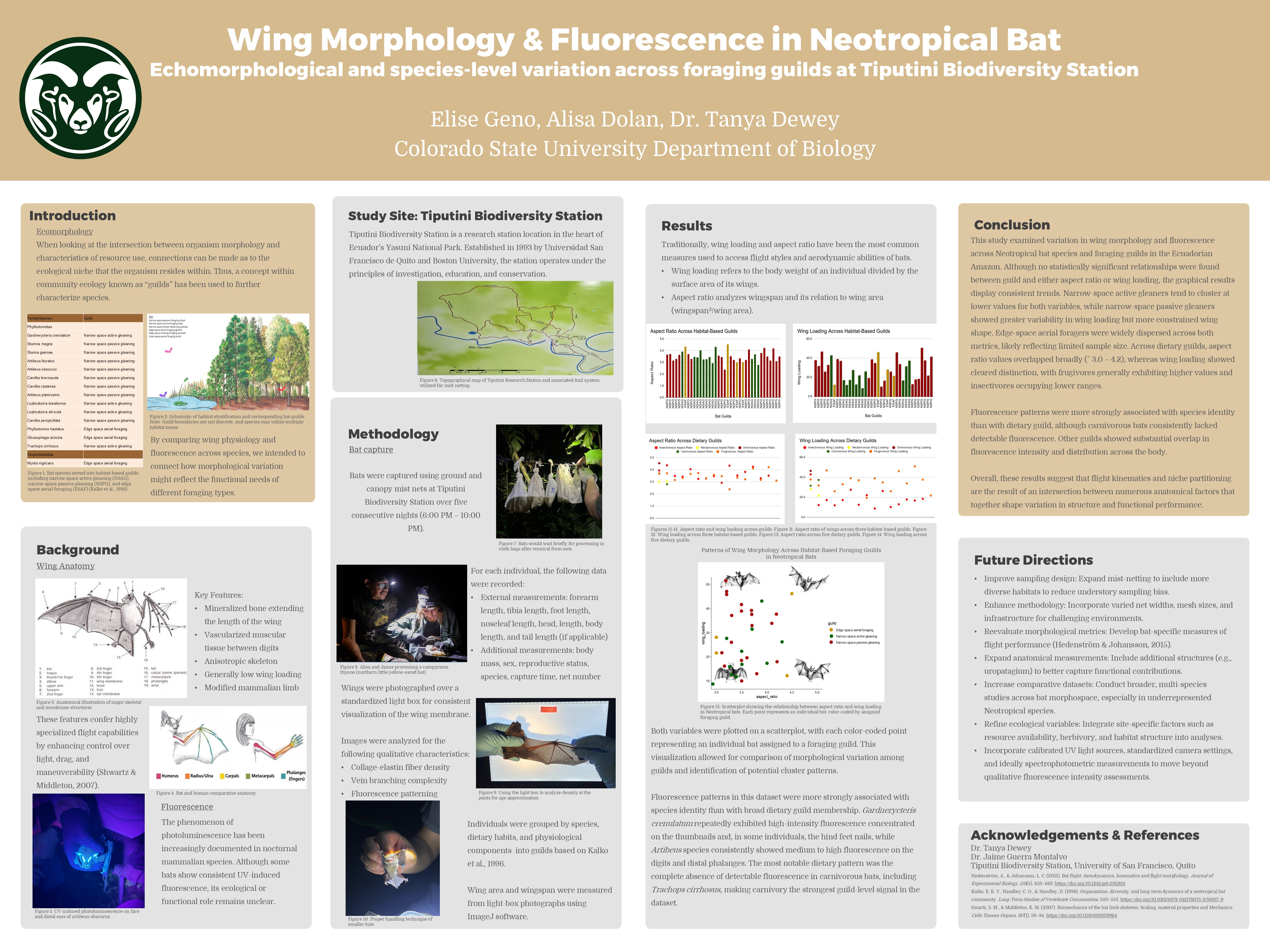 Comparative analysis of wing morphology & bioluminescence in bat species of the Ecuadorian Amazon