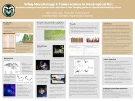 Comparative analysis of wing morphology & bioluminescence in bat species of the Ecuadorian Amazon