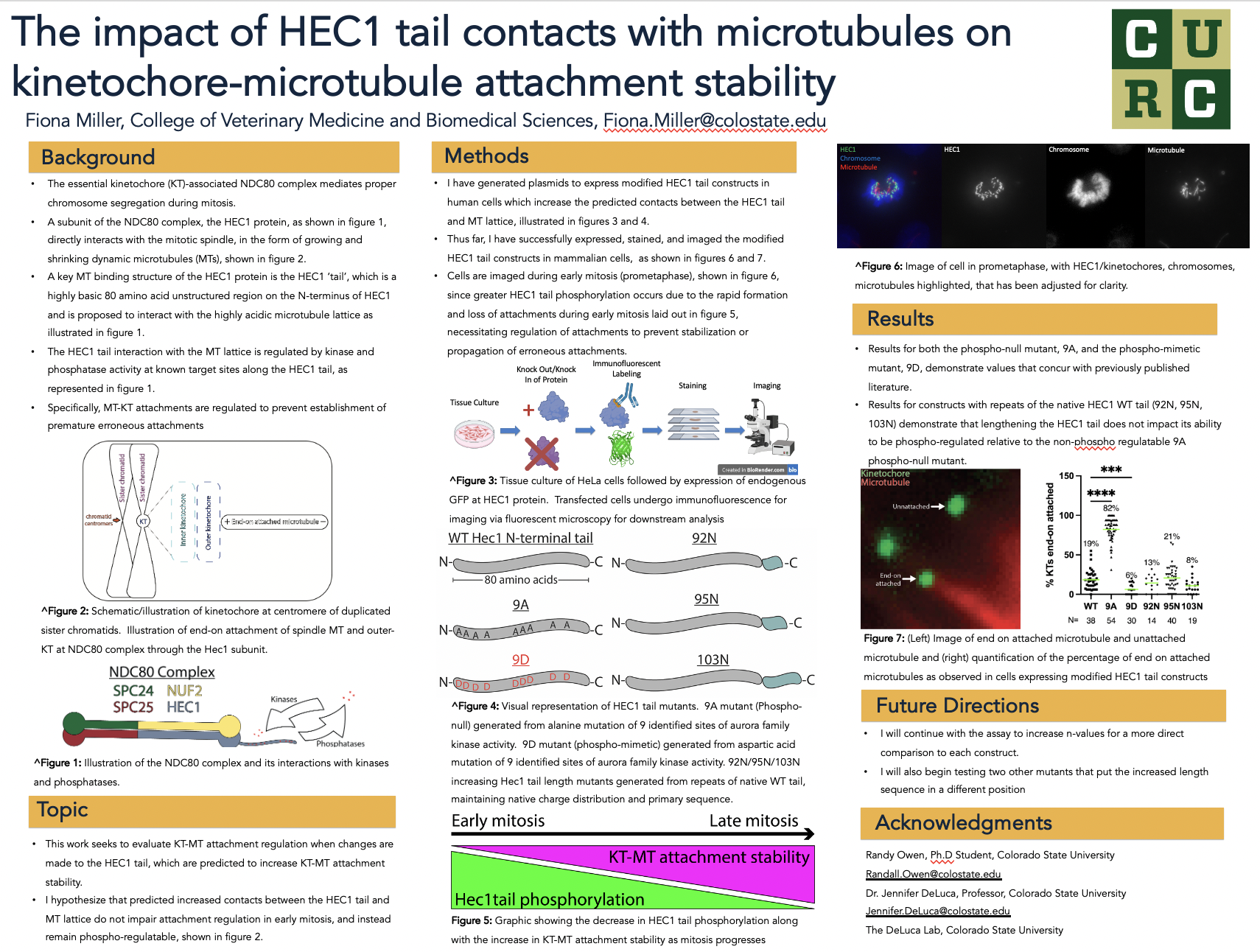 The impact of HEC1 tail contacts with microtubules on kinetochore-microtubule attachment stability