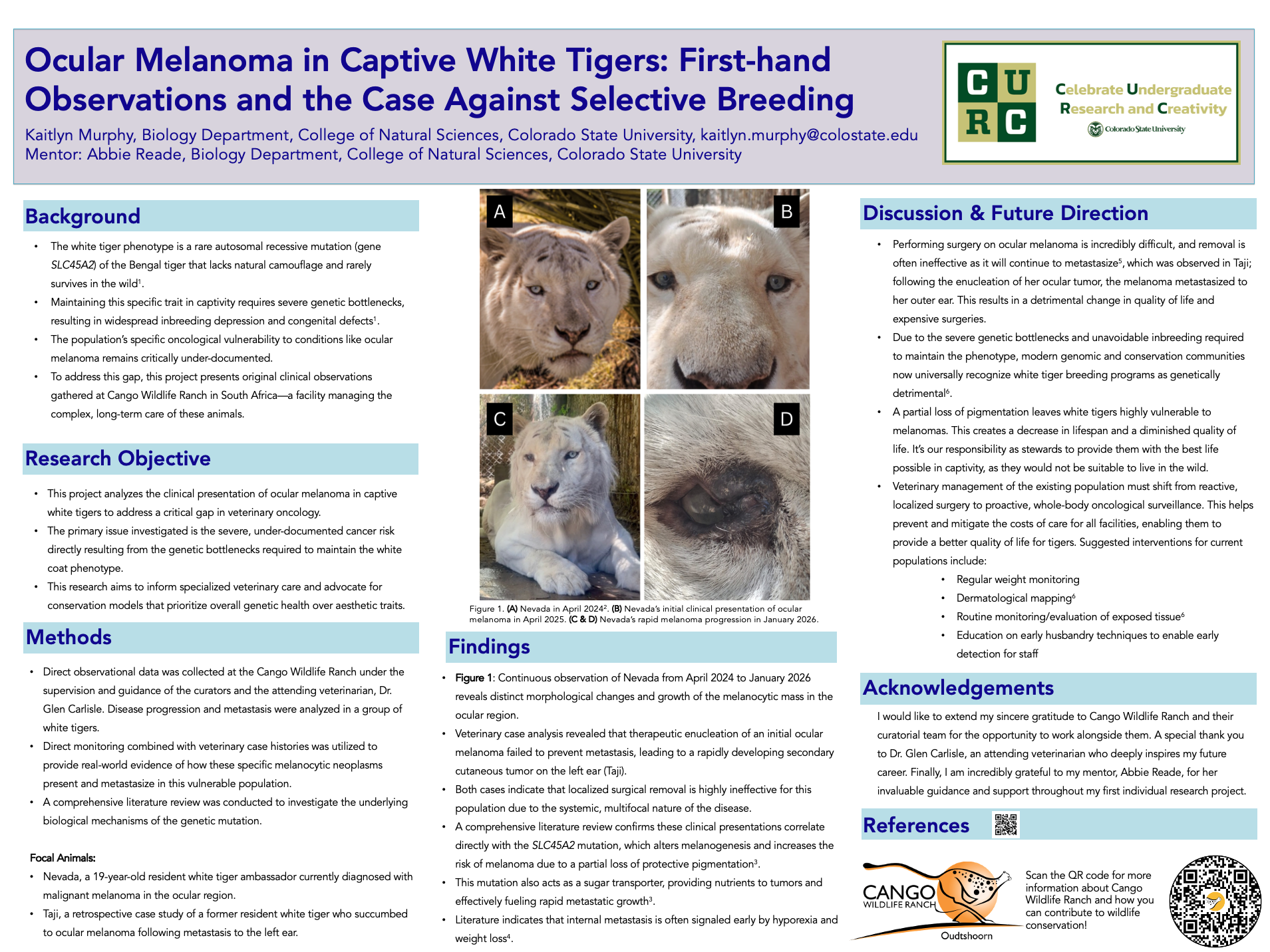 Ocular Melanoma in Captive White Tigers: First-hand Observations and the Case Against Selective Breeding