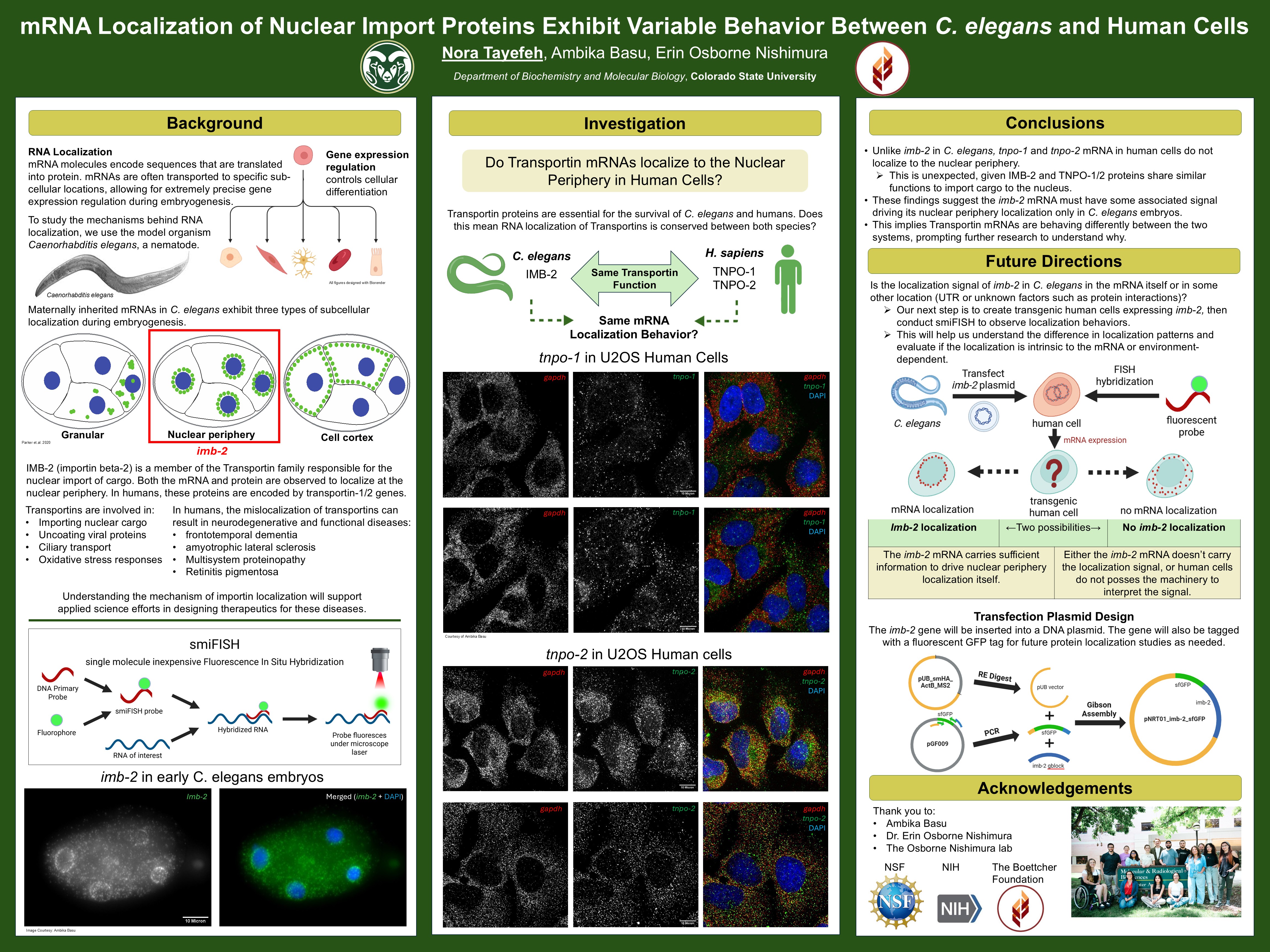 mRNA Localization of Nuclear Import Proteins Exhibit Variable Behavior Between C. Elegans and Human Cells