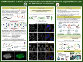 mRNA Localization of Nuclear Import Proteins Exhibit Variable Behavior Between C. Elegans and Human Cells