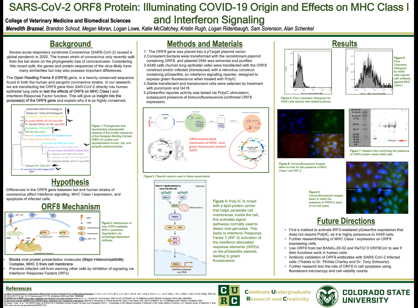 SARS-CoV-2 ORF8 Protein: Illuminating COVID-19 Origin and Effects on MHC Class I and Interferon Signaling