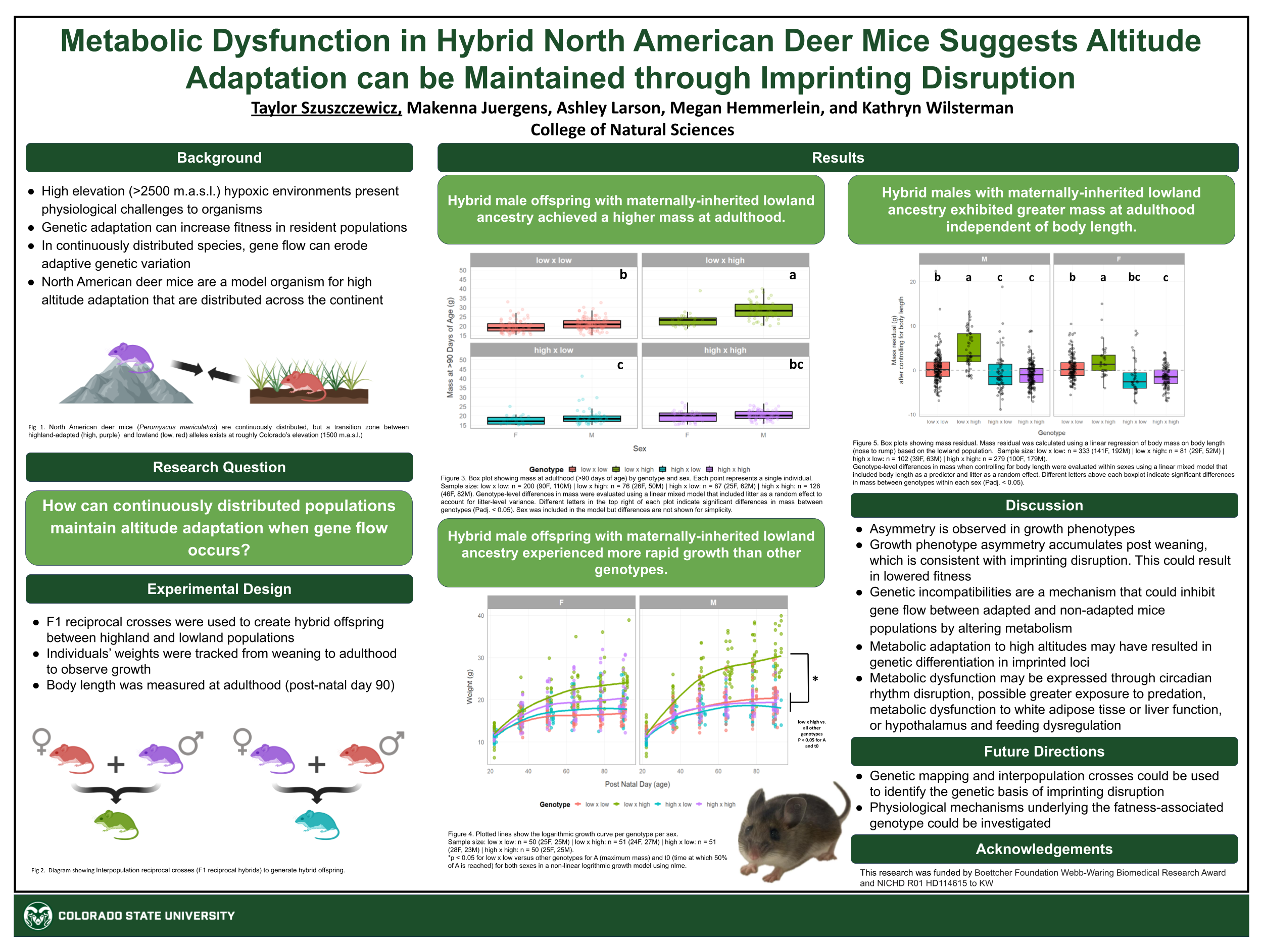 Metabolic Dysfunction in Hybrid North American Deer Mice Suggests Altitude Adaptation can be Maintained through Imprinting Disruption