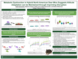 Metabolic Dysfunction in Hybrid North American Deer Mice Suggests Altitude Adaptation can be Maintained through Imprinting Disruption