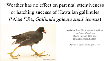 Weather has no effect on parental attentiveness or hatching success on Hawaiian gallinules ('Alae ‘Ula, Gallinula galeata sandvicensis)