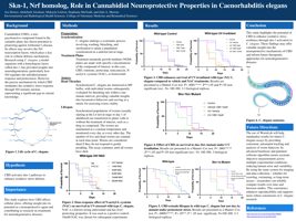 Skn-1, Nrf homolog, Role in Cannabidiol Neuroprotective Properties in Caenorhabditis elegans 