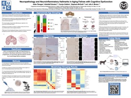 Neuropathology and Neurotoxicological Hallmarks in Aging Felines with Cognitive Dysfunction