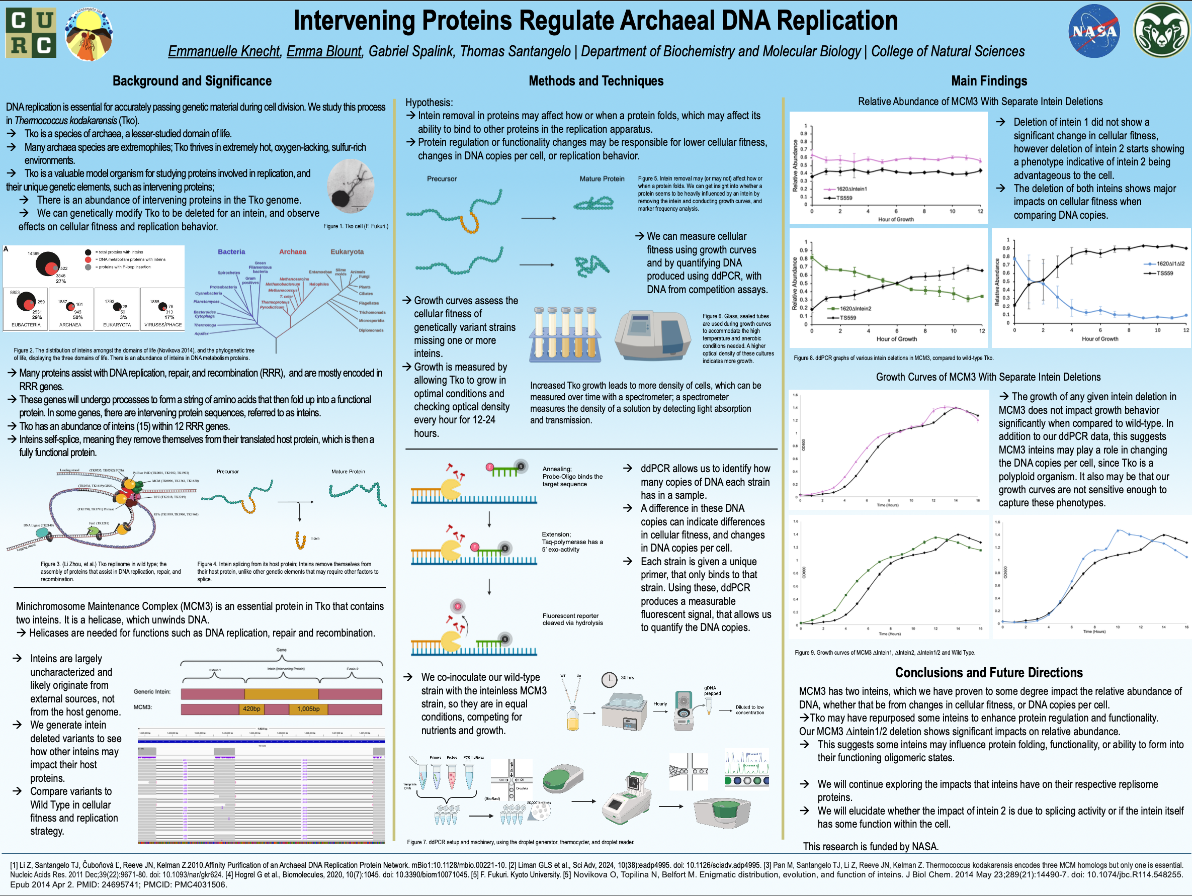 Intervening Proteins Regulate Archaeal DNA Replication