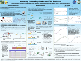 Intervening Proteins Regulate Archaeal DNA Replication
