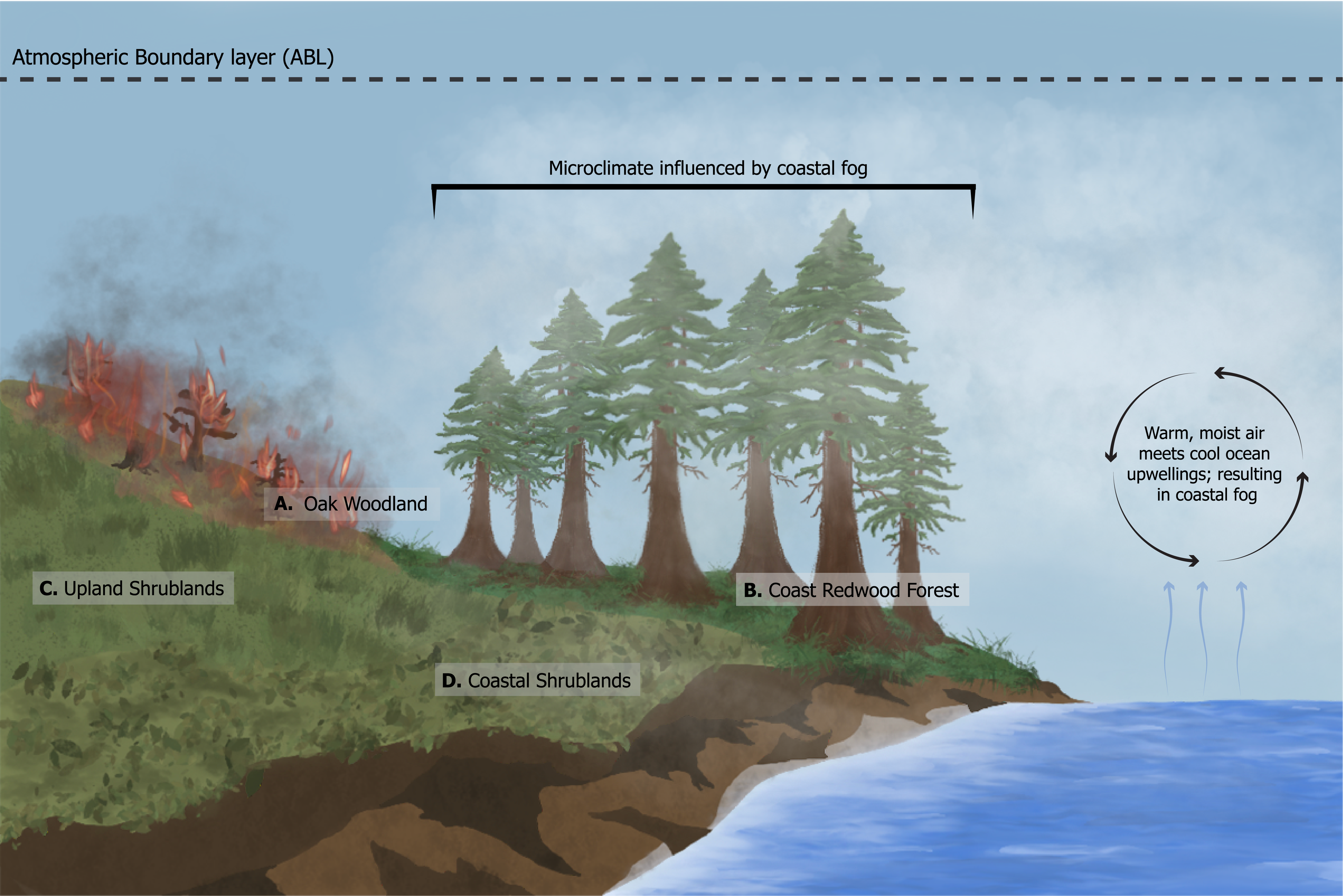 Fog-Fire Nexus: Conceptualizing Coastal Fog’s Influence on Wildfire and Implications for Coastal Ecosystems