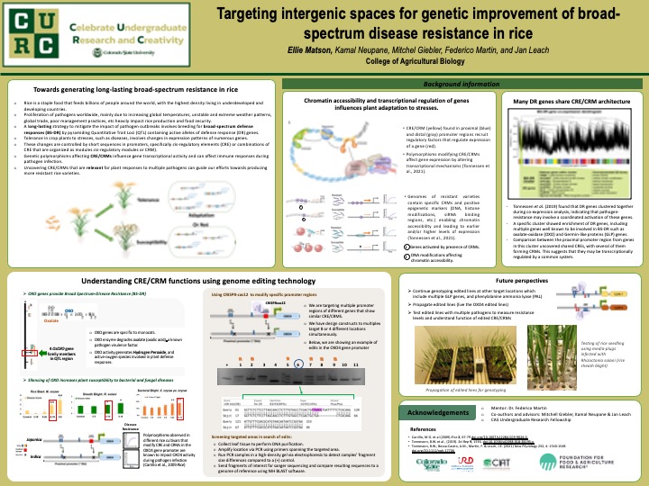 Targeting intergenic spaces for genetic improvement of broad-spectrum disease resistance in rice