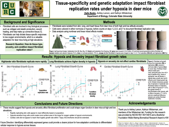 Tissue-specificity and genetic adaptation impact fibroblast replication rates under hypoxia in deer mice
