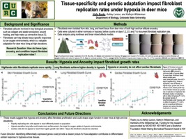 Tissue-specificity and genetic adaptation impact fibroblast replication rates under hypoxia in deer mice