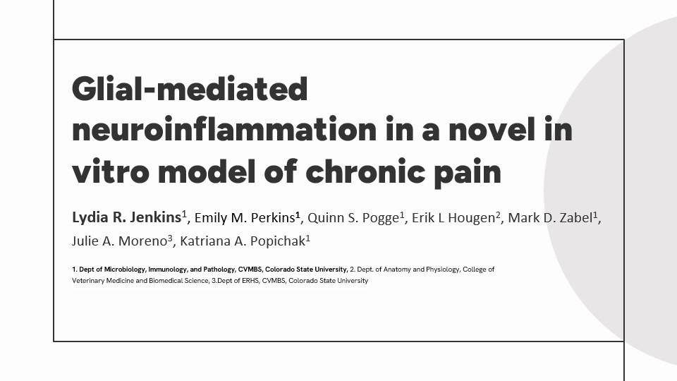 Glial-mediated neuroinflammation in a novel in vitro model of chronic pain 