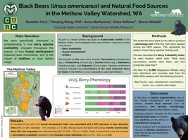 Black Bears (Ursus americanus) and Natural Food Sources in the Methow Valley Watershed, Washington.