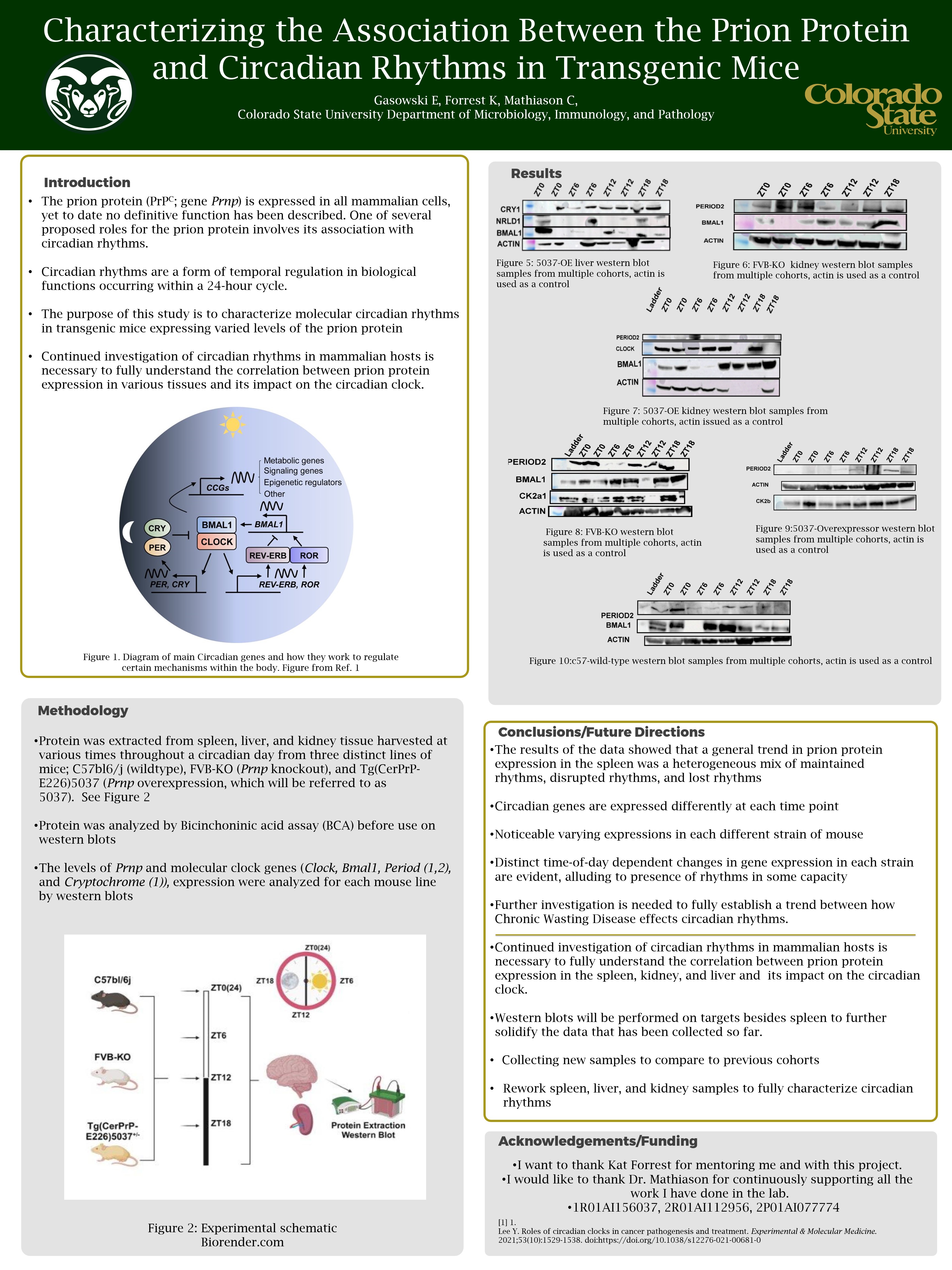 Characterizing the association between the prion protein and circadian rhythms in transgenic mice 