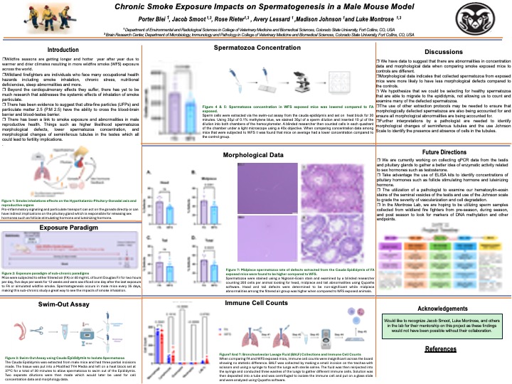 Chronic Smoke Exposure Impact on Spermatogenesis in Male Mouse Model.