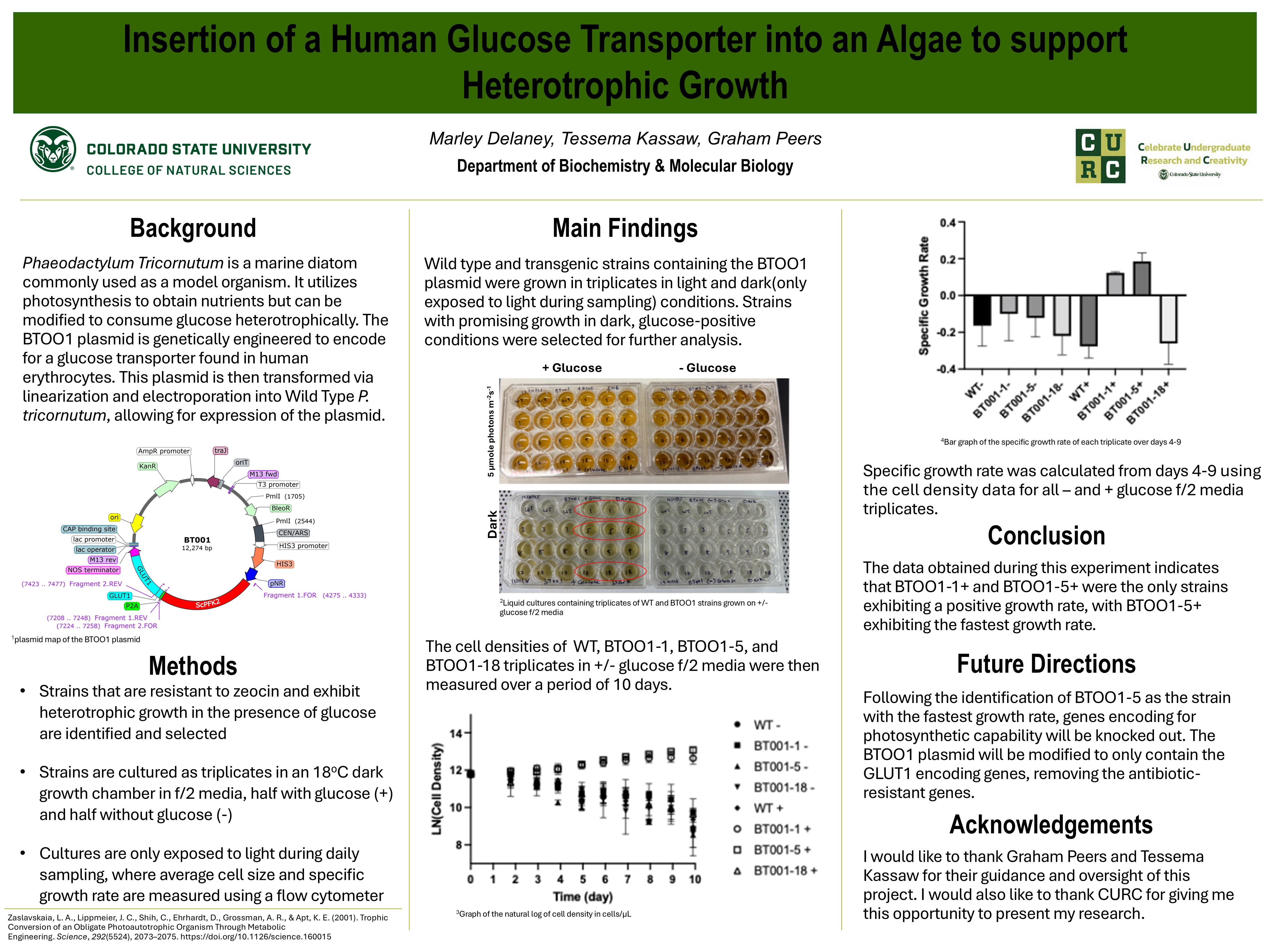 Insertion of a Human Glucose Transporter into an Algae to Support Heterotrophic Growth