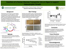 Insertion of a Human Glucose Transporter into an Algae to Support Heterotrophic Growth