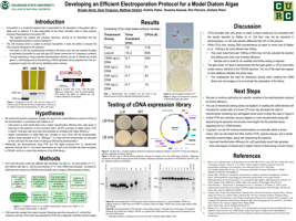Developing an efficient electroporation protocol for a model diatom algae.
