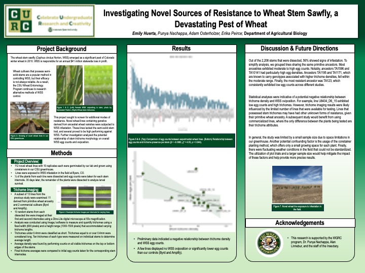 Investigating Novel Sources of Resistance to Wheat Stem Sawfly, a Devastating Pest of Wheat