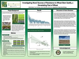 Investigating Novel Sources of Resistance to Wheat Stem Sawfly, a Devastating Pest of Wheat