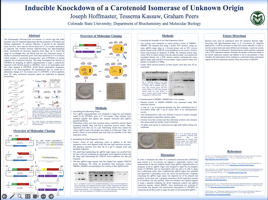 Inducible Knockdown of a Carotenoid Isomerase of Unknown Function
