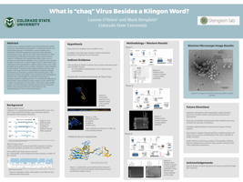 What is “chaq” virus besides a Klingon word?