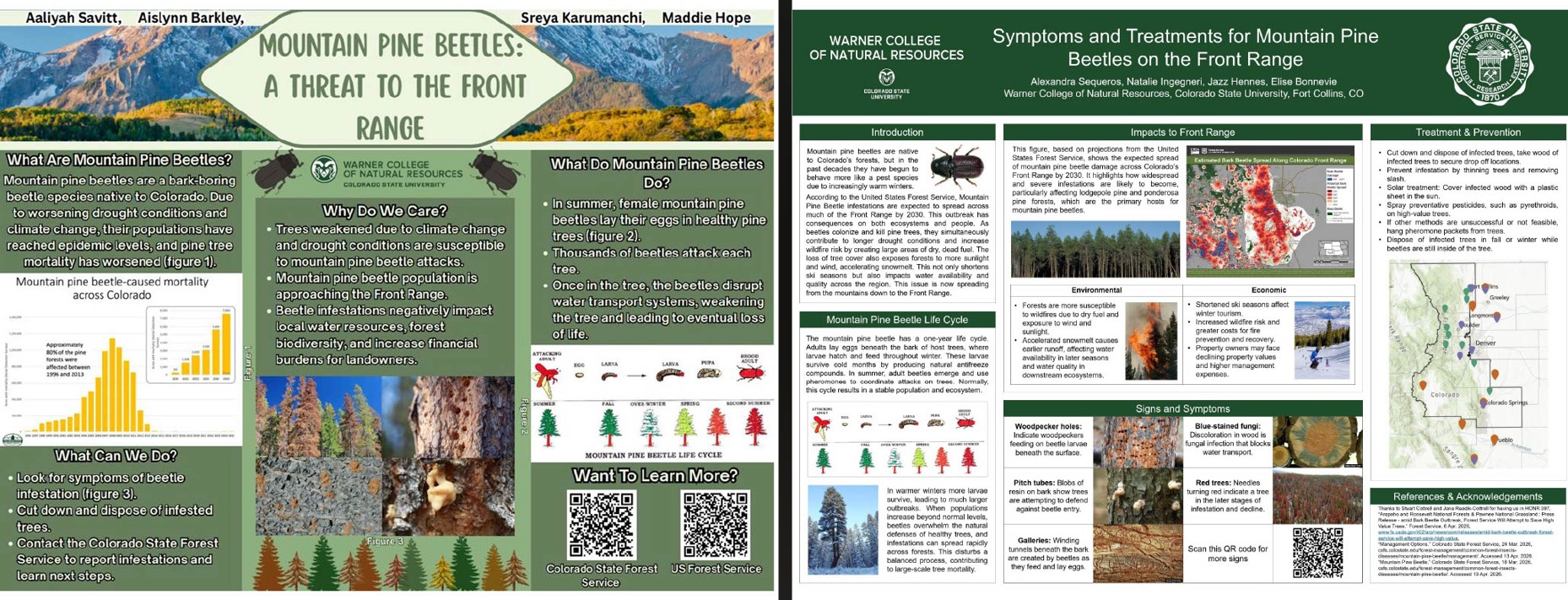 Naked Trees, Killer Beetles & Changing Landscapes: Mountain Pine Beetle and Ponderosa Pine 