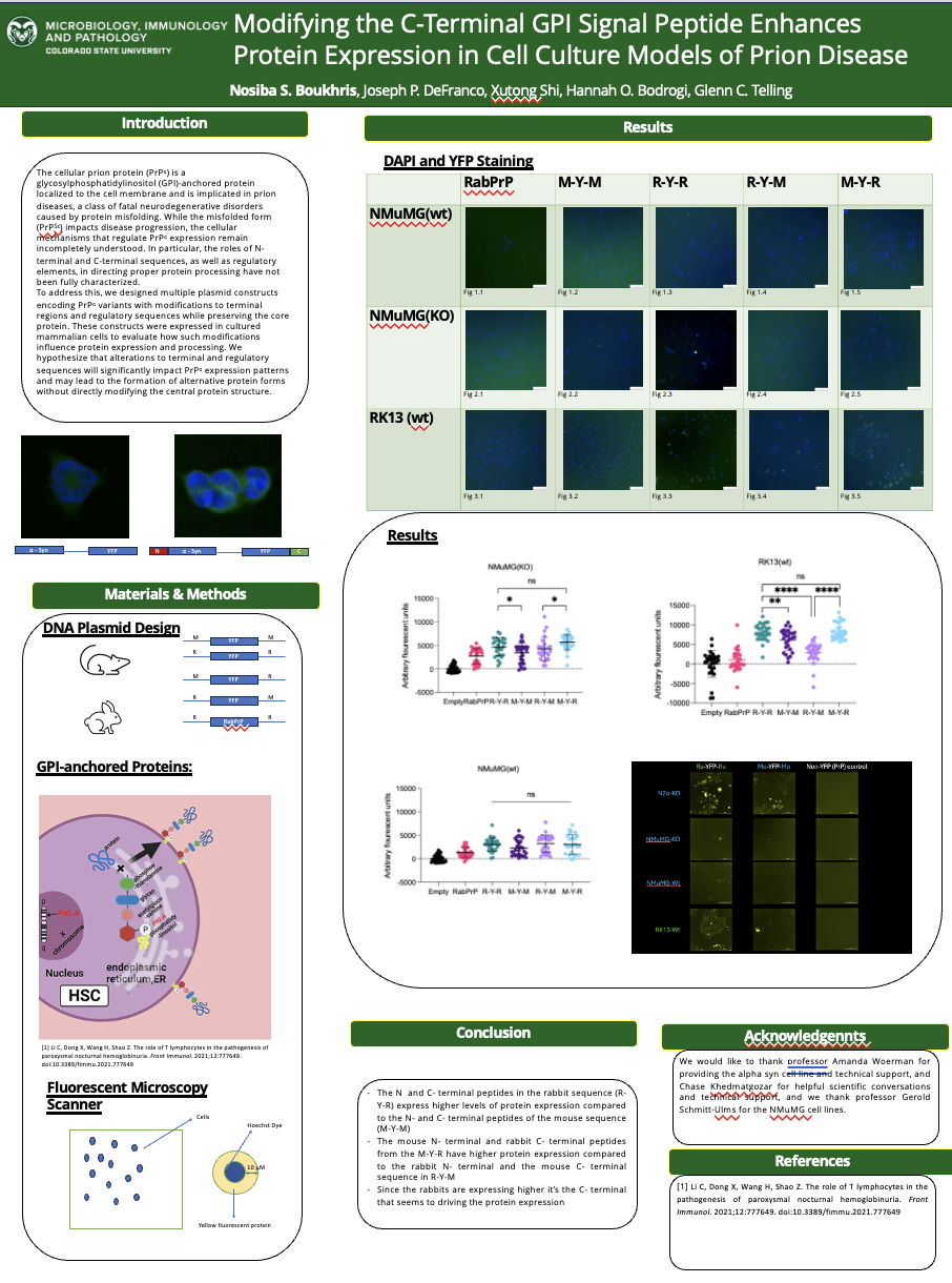 Improved cell culture model for prion disease using chimeric N- and C-terminal signal peptides