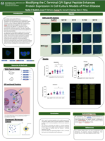 Improved cell culture model for prion disease using chimeric N- and C-terminal signal peptides