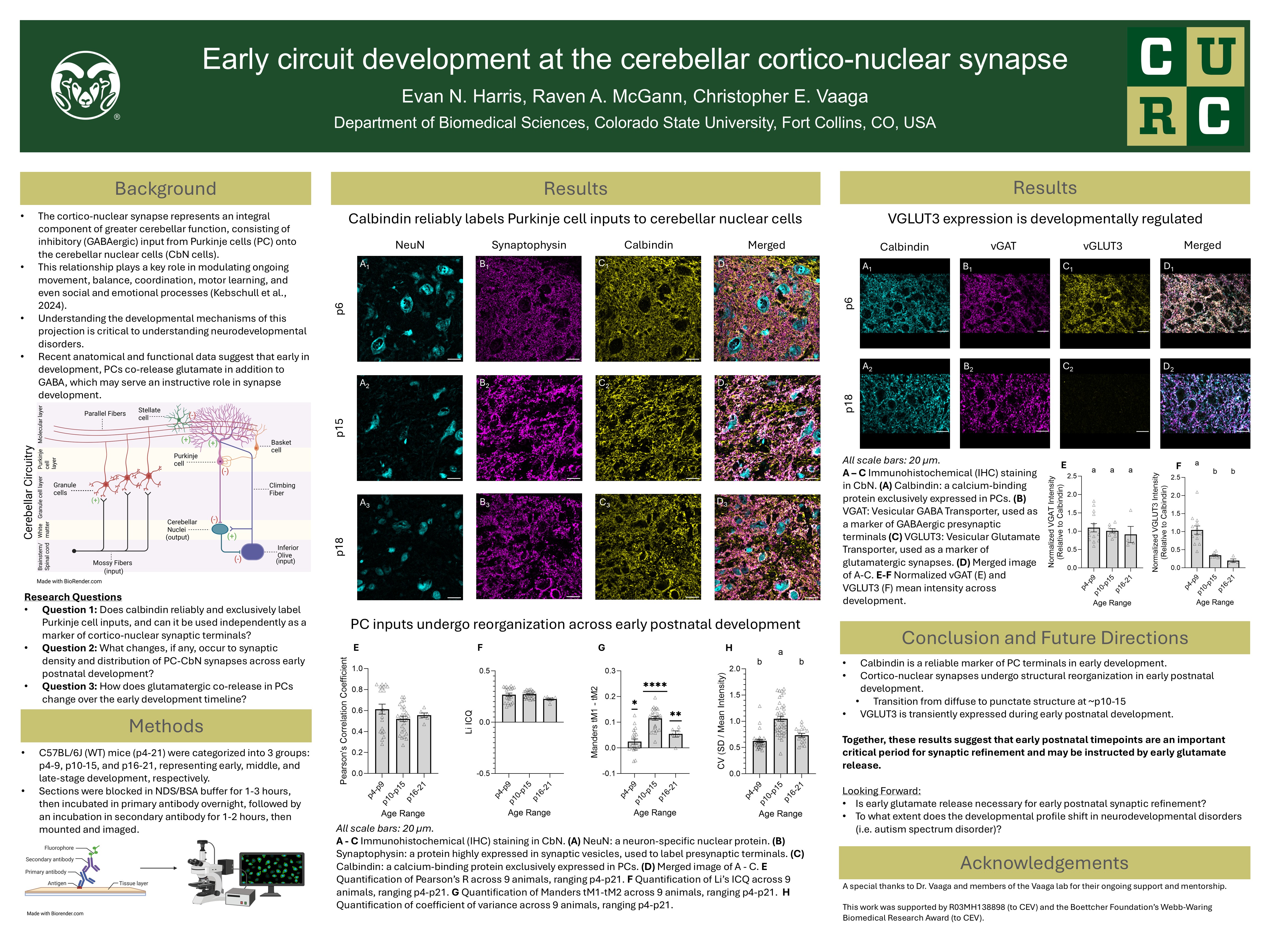 Early circuit development at the cerebellar cortico-nuclear synapse