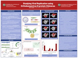 Studying Viral Replication using Orthobunyavirus N protein Chimeras