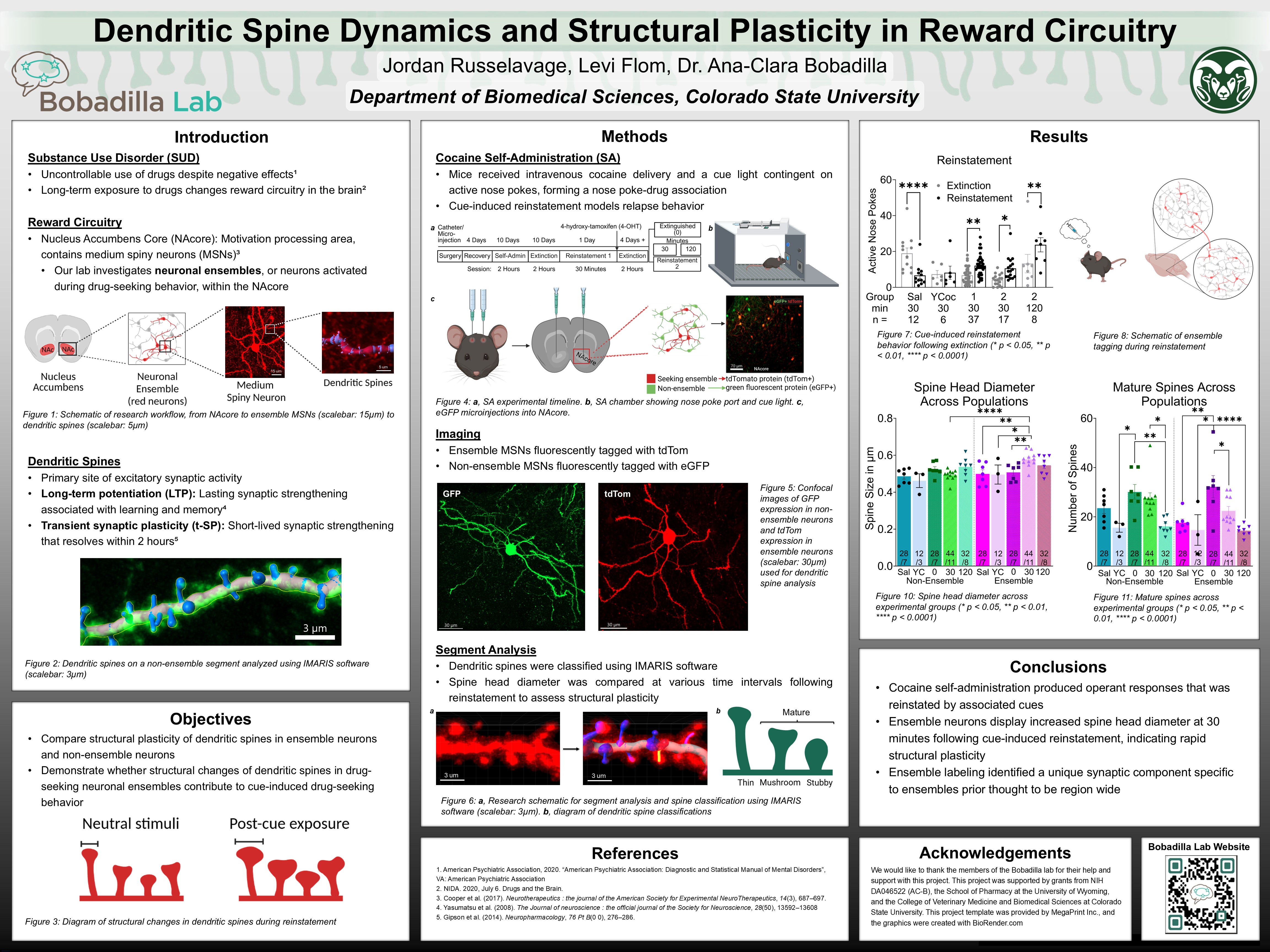 Dendritic Spine Dynamics and Structural Plasticity in Reward Circuitry