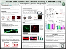Dendritic Spine Dynamics and Structural Plasticity in Reward Circuitry