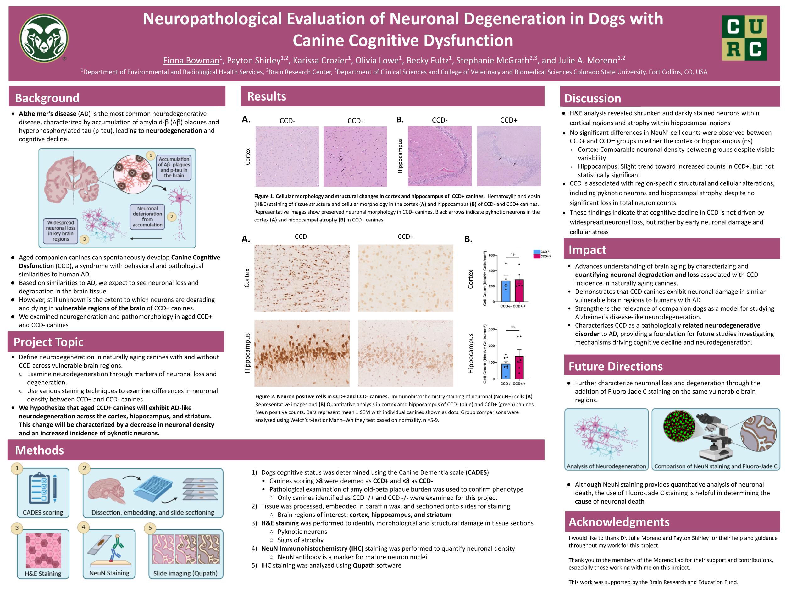 Neuropathological Evaluation of Neuronal Degeneration in Dogs with Canine Cognitive Dysfunction