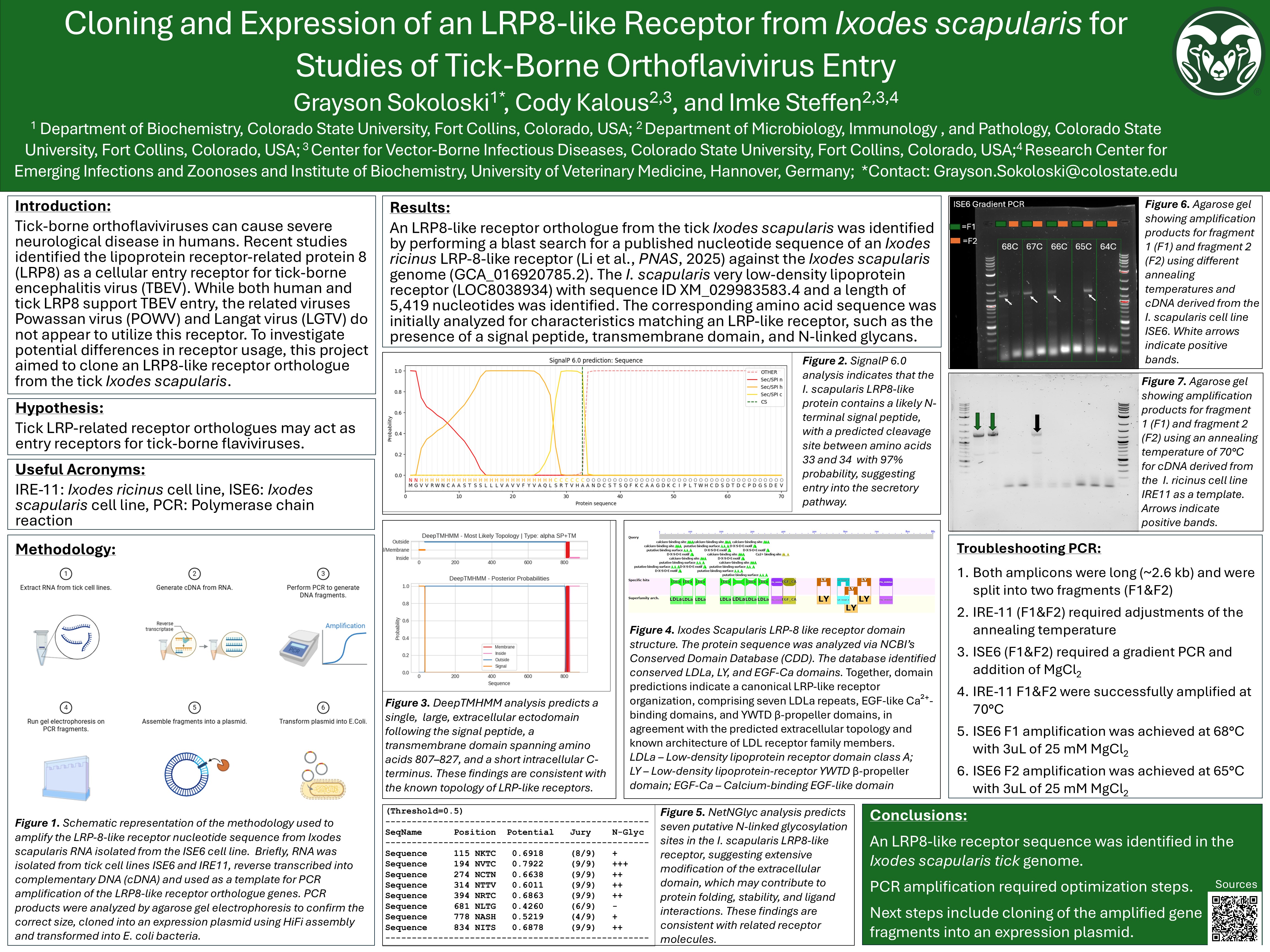 Cloning and Expression of an LRP8-like Receptor from Ixodes scapularis for Studies of Tick-Borne Orthoflavivirus entry