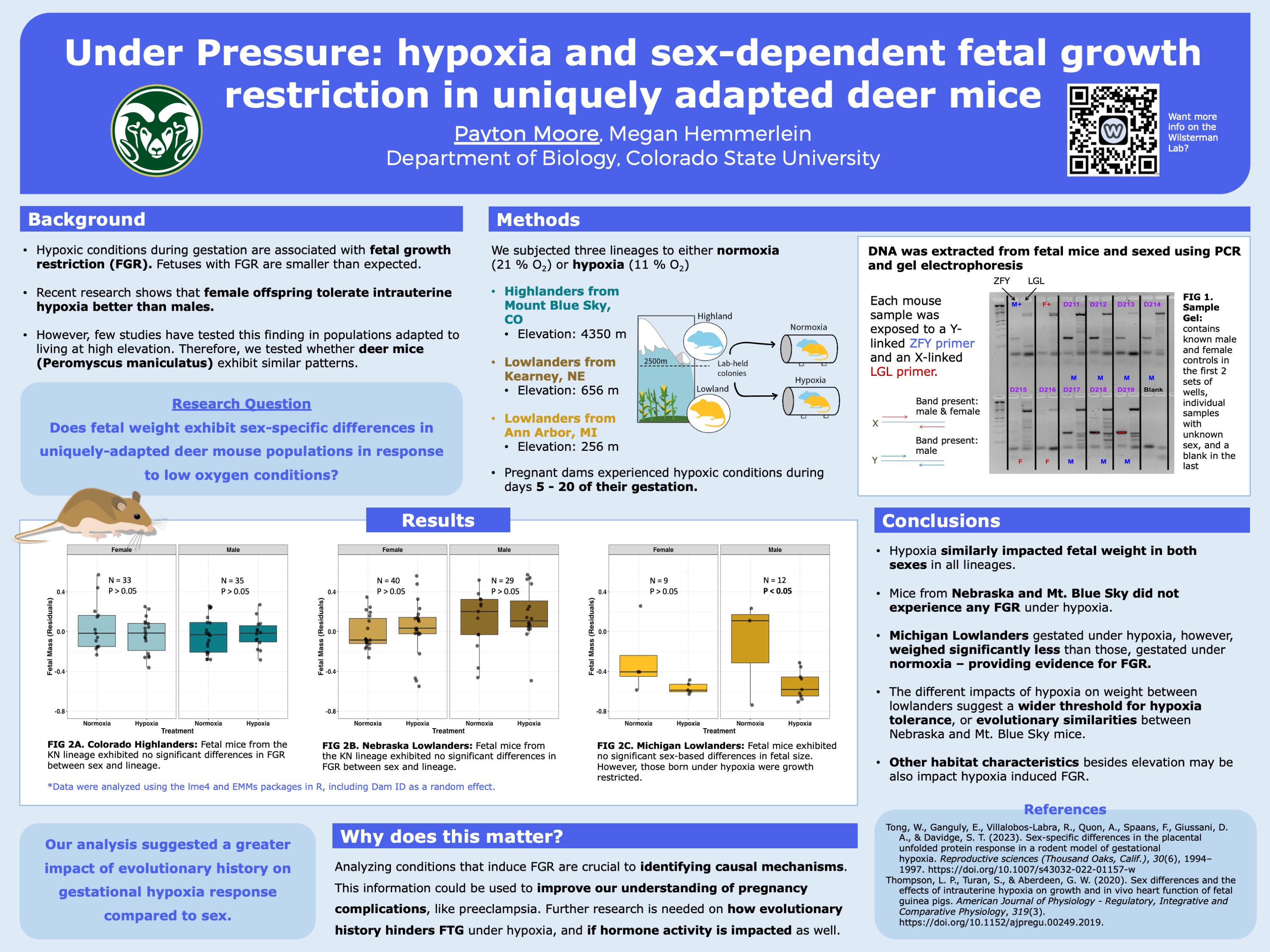 Under pressure: hypoxia and sex-dependent fetal growth restriction in deer mice